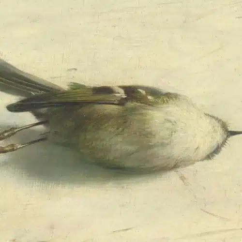 Schilderij ‘Goudhaantje’ van Henk Helmantel gestolen