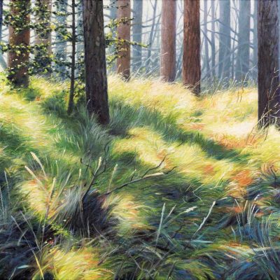 80217-Bergerbos-licht-op-100-x-50-robdonders_art-HR