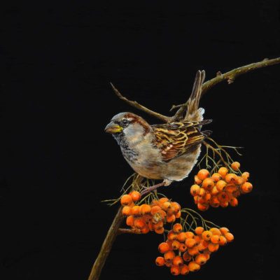 Huismus-50-SBH-27x33-1