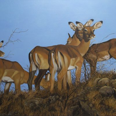 Impalas-80-x-100-cm