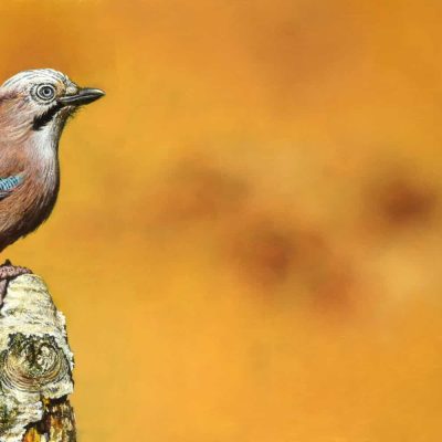 Meedogenloze-rover-275-x-70-2022-scaled