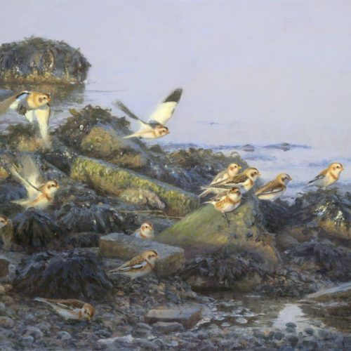 Sneeuwgorzen-bij-Moddergat-revisited