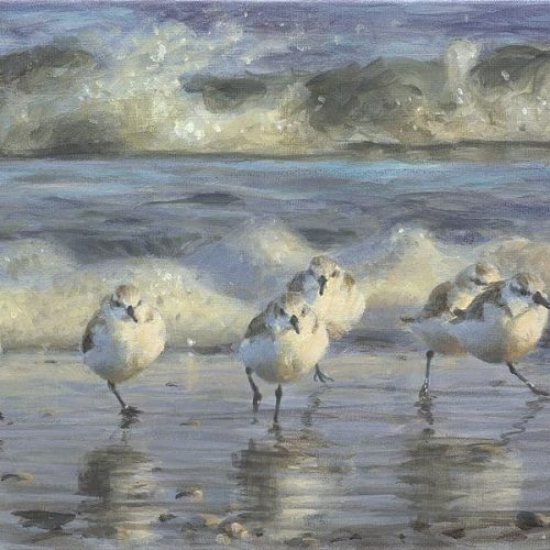 drieteenstrandlopers-nr285