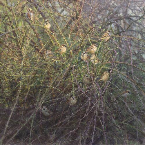 huismussen-in-rozenstruik