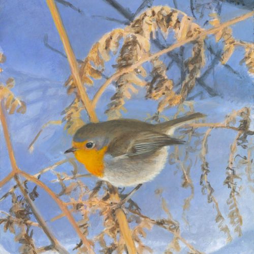 roodborst-in-winterzon-2023